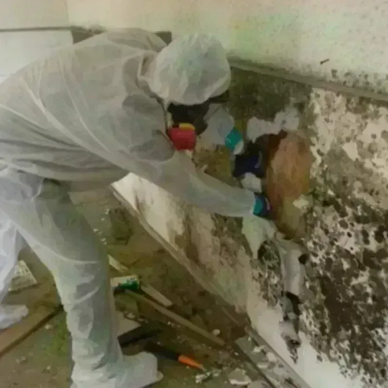 Mold Remediation and Removal in Pine, AZ